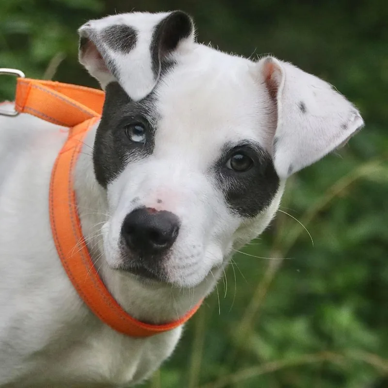 A young medium-sized female White / Cream Mixed Breed dog named Phoenix for adoption in Allentown, PA