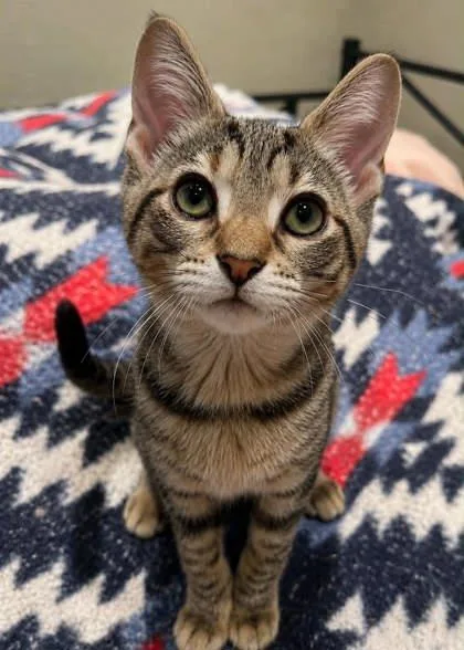 A young medium-sized female Tabby (Brown / Chocolate) Domestic Short Hair cat named Coral for adoption in Edmond, OK