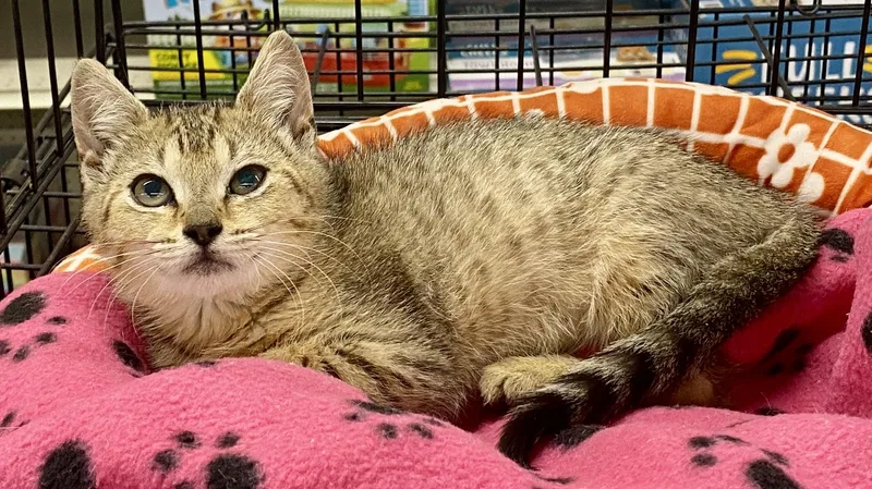 A baby medium-sized female Buff / Tan / Fawn Tabby cat named Seashell for adoption in Red Bank, NJ