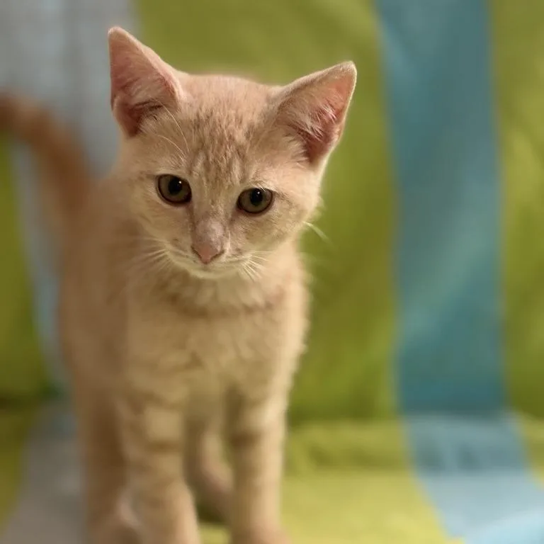 A baby small-sized male Buff / Tan / Fawn Domestic Short Hair cat named Jacob for adoption in Freeport, FL