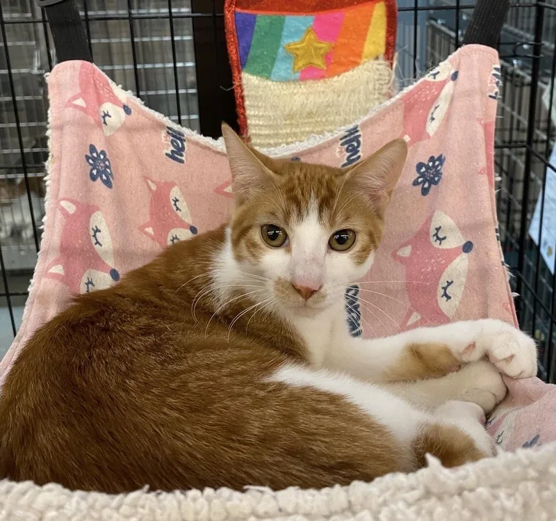A baby small-sized male Domestic Short Hair cat named Slice for adoption in Taylor, PA