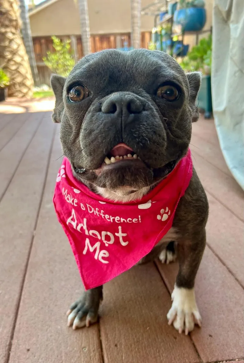 An adult small-sized female Brindle French Bulldog dog named Polly Pie for adoption in CLAREMONT, CA