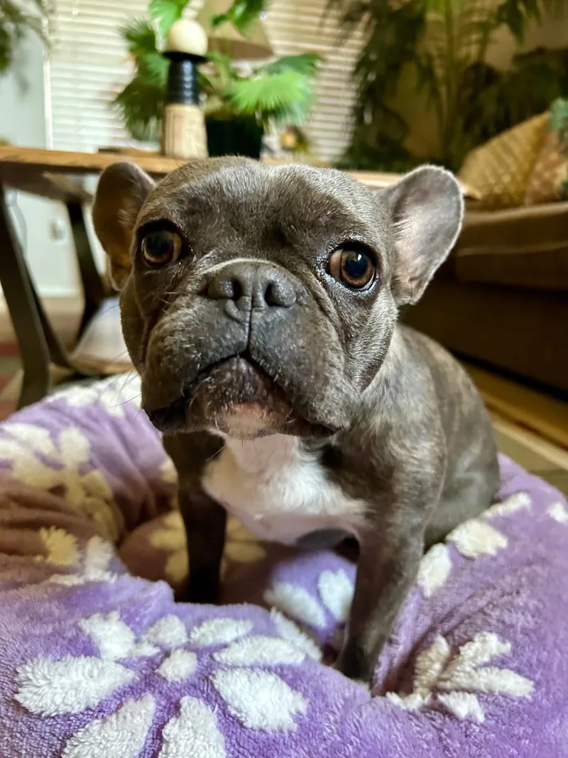 Polly Pie thumbnail 4