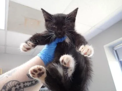 A young small-sized female Domestic Short Hair cat named Camilla for adoption in Taylorsville, NC