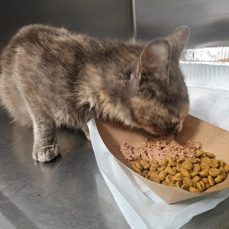 A young medium-sized female Tortoiseshell Domestic Short Hair cat named Cinder for adoption in Greensboro, NC