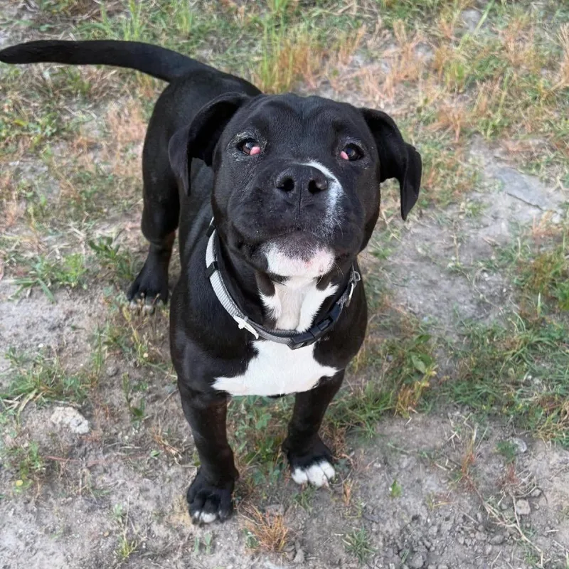 A baby medium-sized male Black English Bulldog dog named Eeyore for adoption in North Charleston, SC