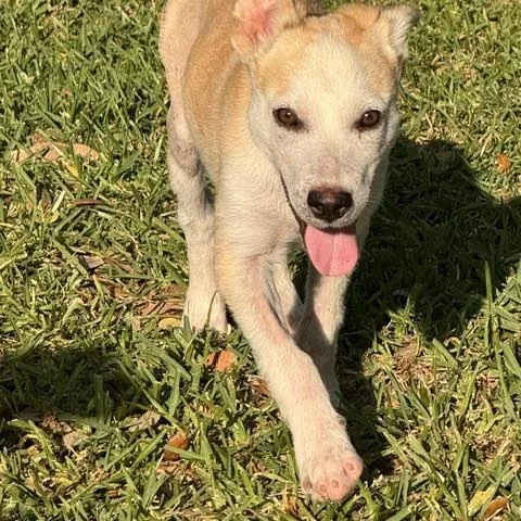 A young medium-sized male Labrador Retriever dog named Benjamin for adoption in Sugar Land, TX