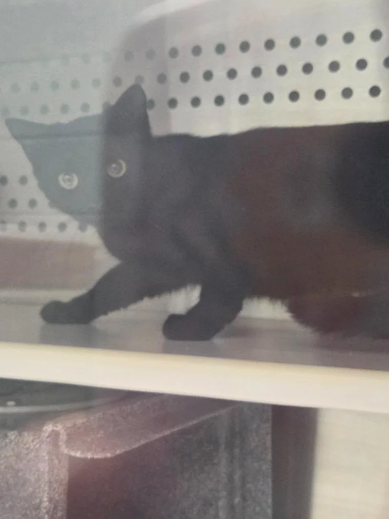 A young medium-sized male Domestic Short Hair cat named Nimbus for adoption in Athens, TN
