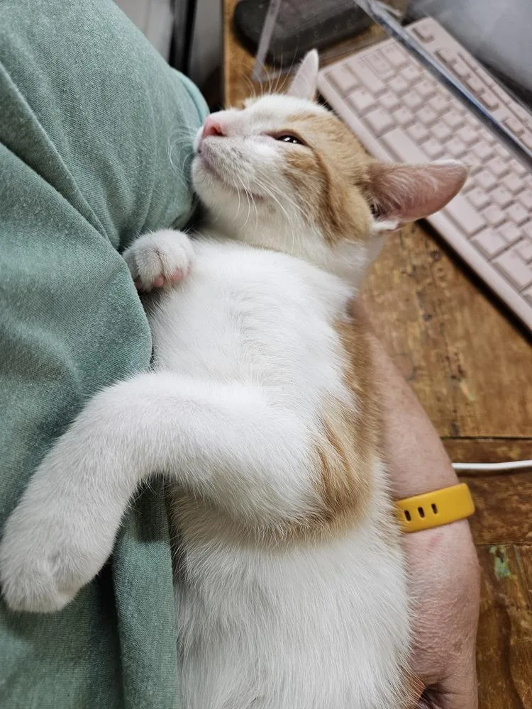 A baby small-sized male Orange & White Domestic Short Hair cat named JubJub for adoption in Chicago, IL
