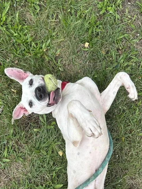 A young medium-sized male Staffordshire Bull Terrier dog named Ralph for adoption in Brewster, MA