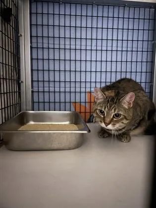 An adult medium-sized female Domestic Short Hair cat named Zoe for adoption in Washington, DC