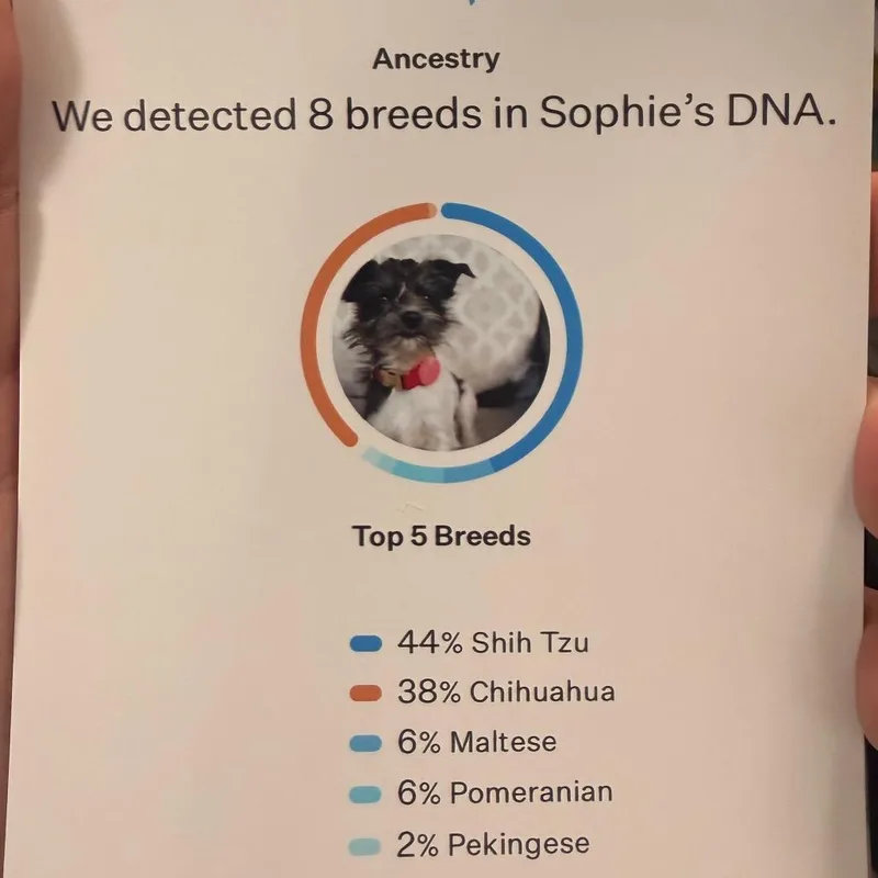 A young small-sized female White / Cream Shih Tzu dog named Sophie for adoption in Bessemer, AL