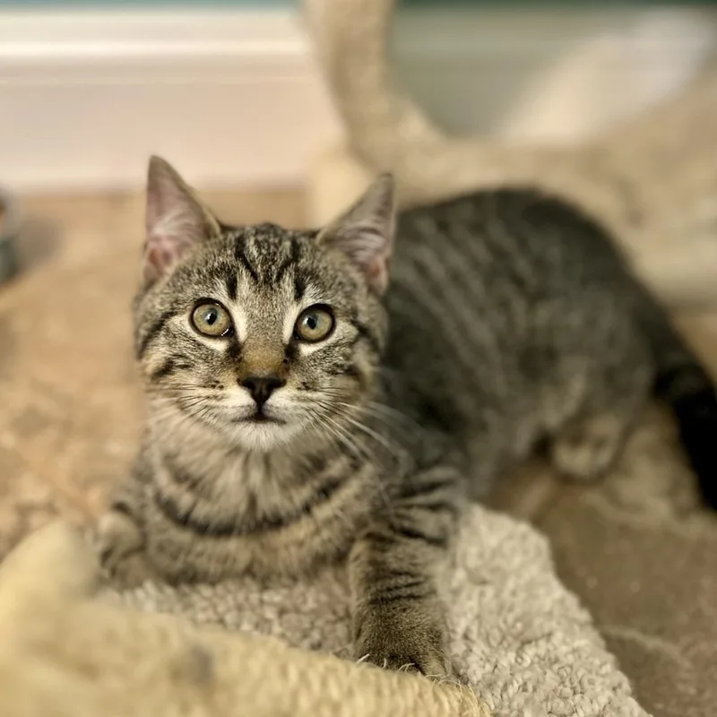 A baby small-sized male Brown / Chocolate Domestic Short Hair cat named Tinsel for adoption in Stafford, VA
