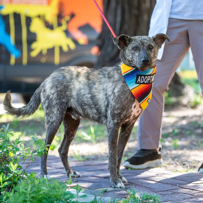 An adult medium-sized male Brindle Terrier dog named Beto for adoption in Santa Rosa, CA