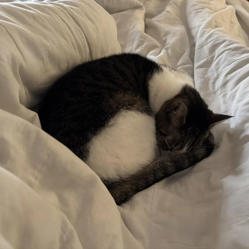 An adult large-sized female Domestic Short Hair cat named Tuna for adoption in Gainesville, FL