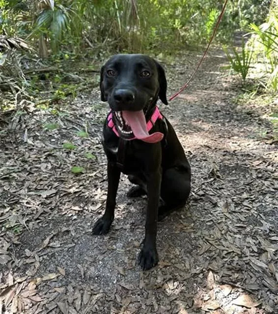 A young medium-sized female Mixed Breed dog named Taffy for adoption in Jacksonville, FL