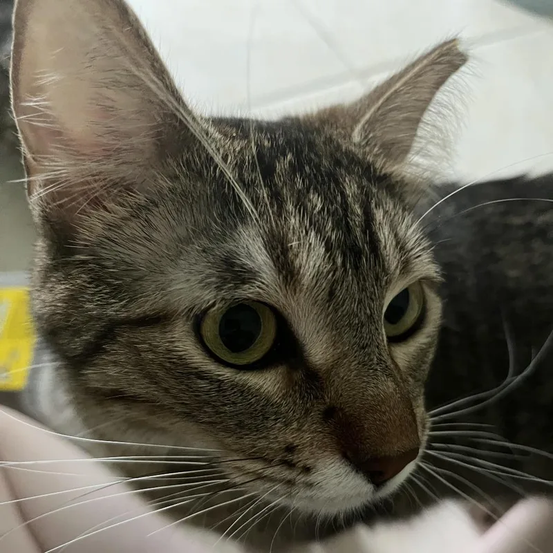 An adult medium-sized female Brown / Chocolate Domestic Short Hair cat named Zeus for adoption in Chaska, MN