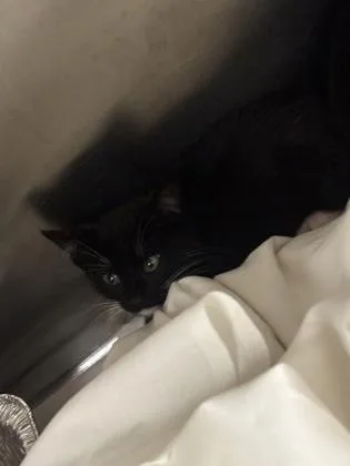 A baby small-sized female Domestic Short Hair cat named Darjeeling for adoption in Chamblee, GA