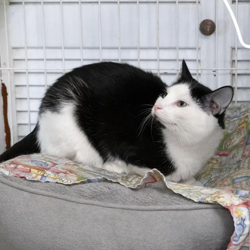 Lulu Lasagne thumbnail 2