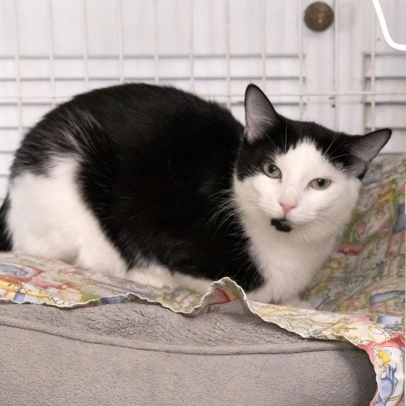 Lulu Lasagne thumbnail 3