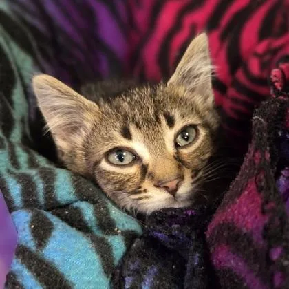 A baby small-sized male Domestic Short Hair cat named Joey for adoption in Westland, MI