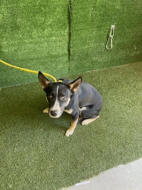 A young medium-sized female Australian Cattle Dog / Blue Heeler dog named Paisley for adoption in Lancaster, CA