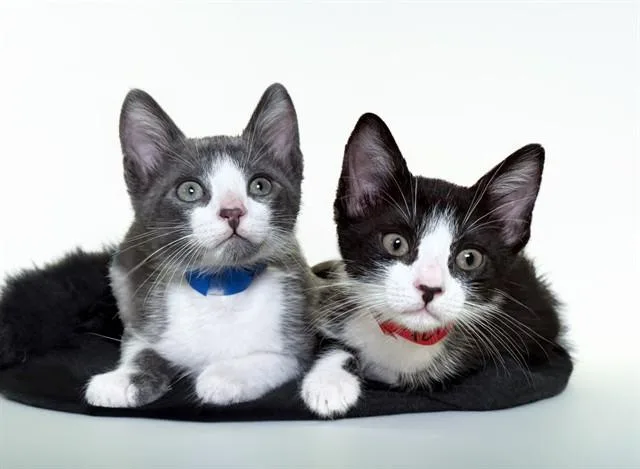 A baby medium-sized female Domestic Short Hair cat named Tequila for adoption in Fort Lauderdale, FL