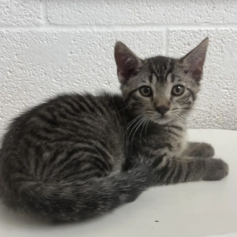 A baby small-sized male Brown / Chocolate Domestic Short Hair cat named Gingy for adoption in Edinburg, TX