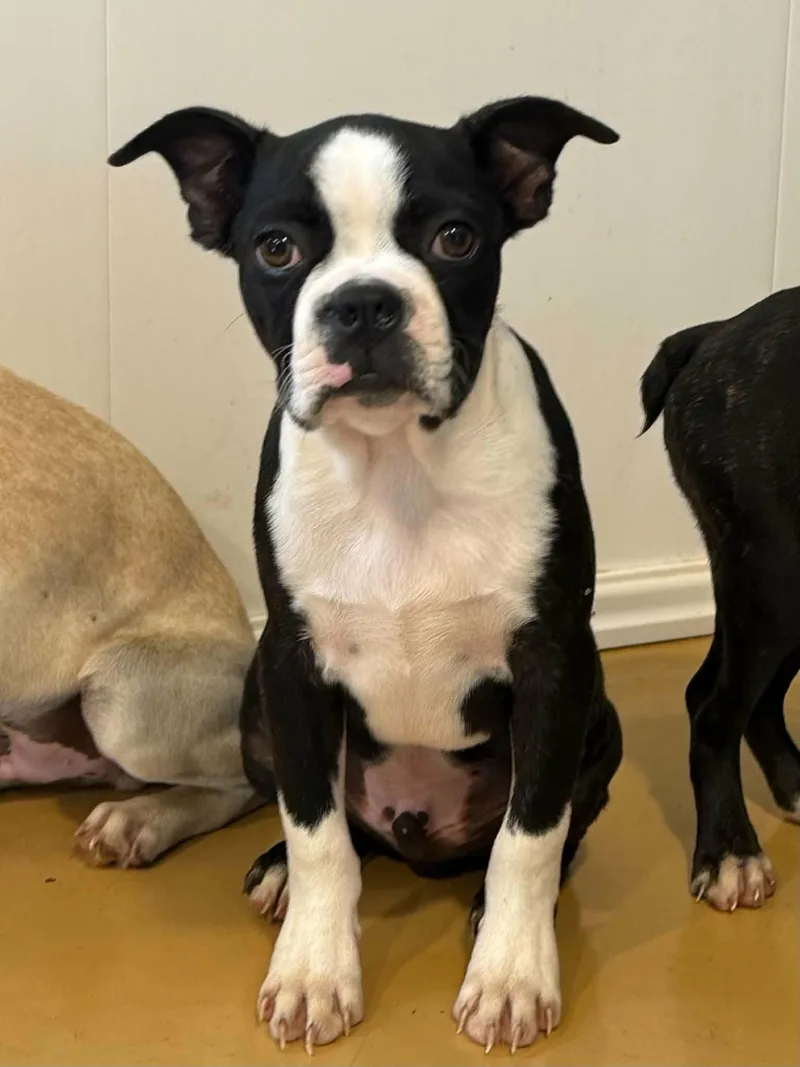 A baby small-sized male Boston Terrier dog named Simon for adoption in Havertown, PA