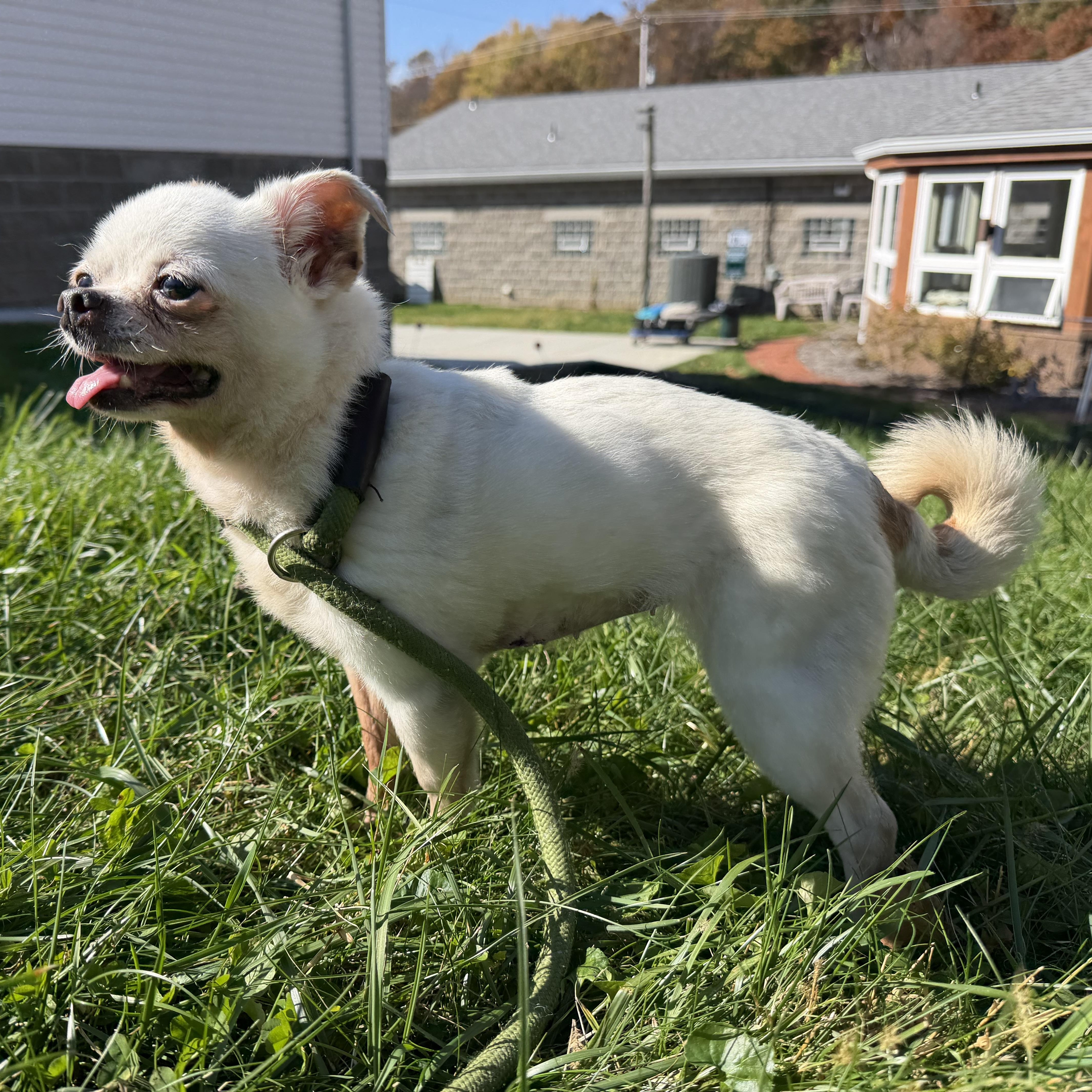 An adult small-sized female White / Cream Chihuahua dog named Pippy for adoption in Latrobe, PA