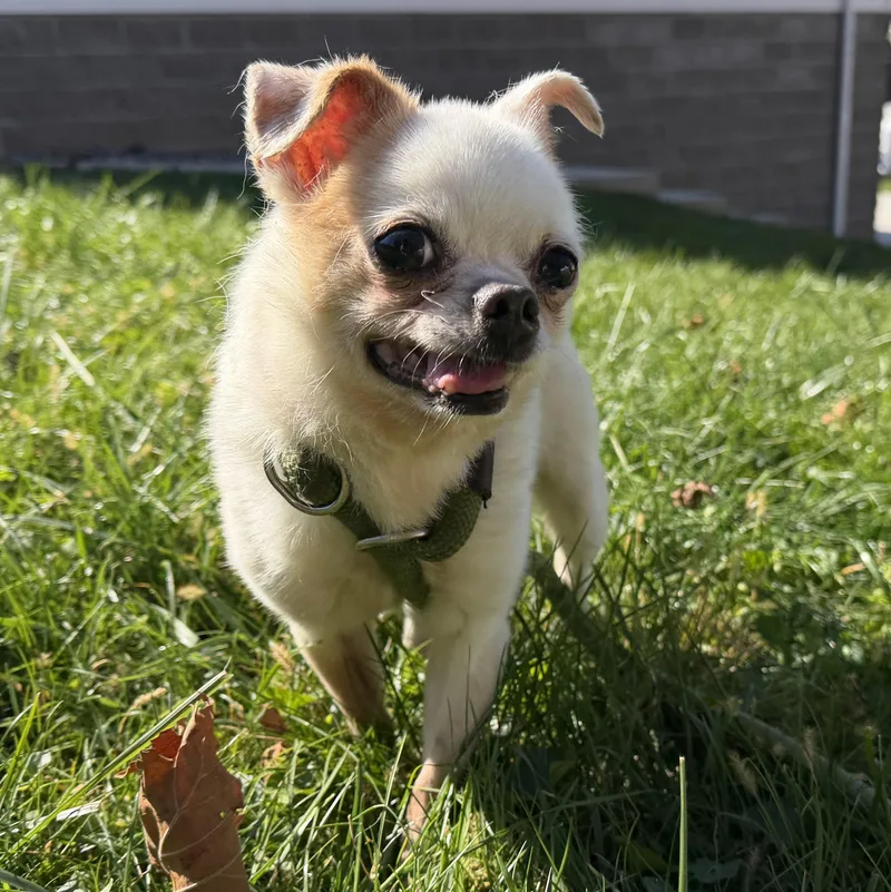 Pippy thumbnail 4