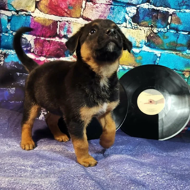 Creed Al thumbnail 2