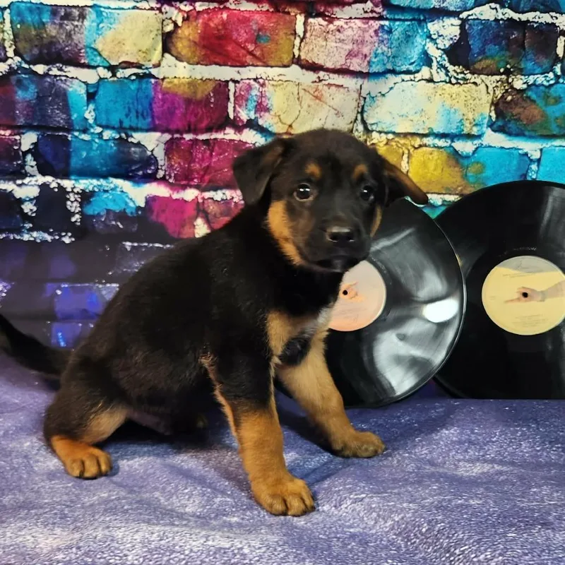 Creed Al thumbnail 3