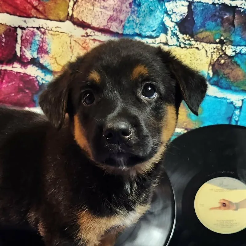 Creed Al thumbnail 4