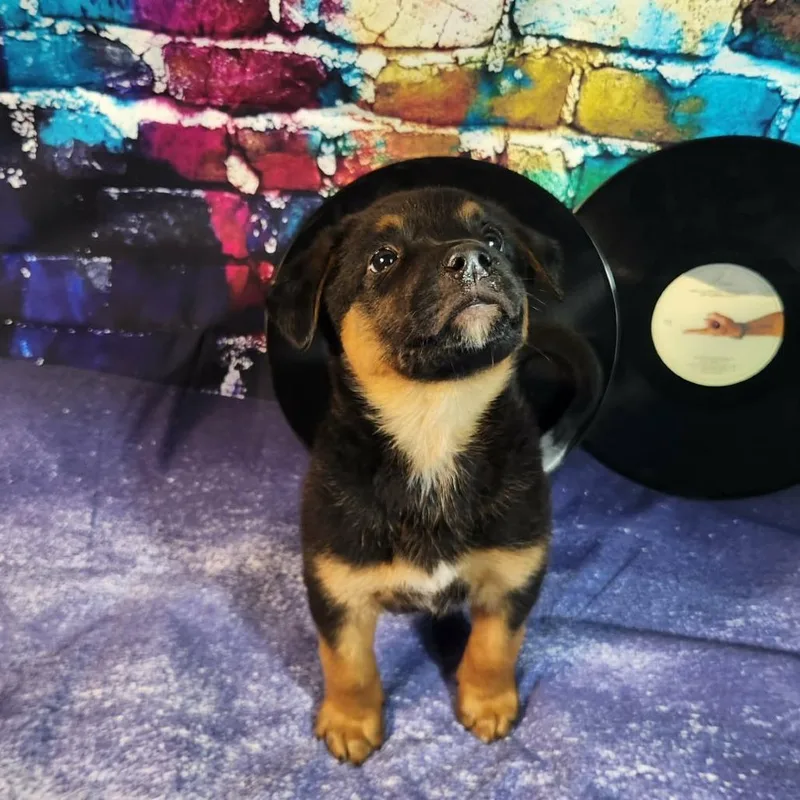 Creed Al thumbnail 5