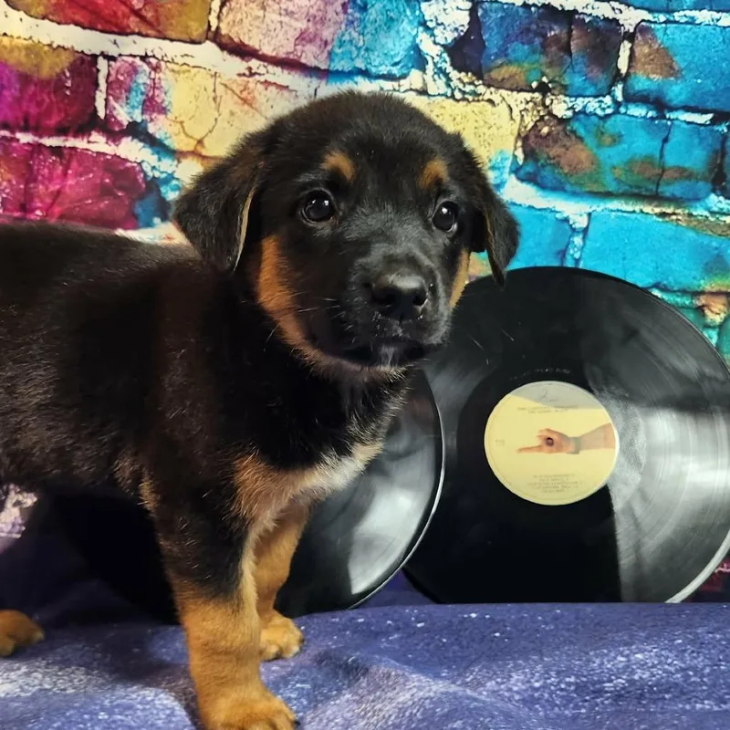 Creed Al thumbnail 6