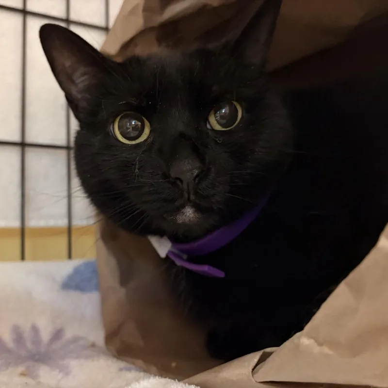 A senior small-sized female Black Domestic Short Hair cat named Stella for adoption in Jacksonville, FL