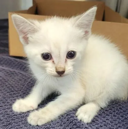 A baby small-sized female Siamese cat named Gidget for adoption in Roseville, CA