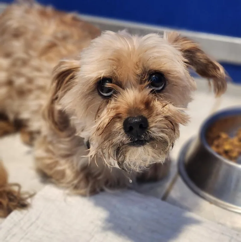 A senior small-sized female Shih Tzu dog named Curly for adoption in Walnutport, PA