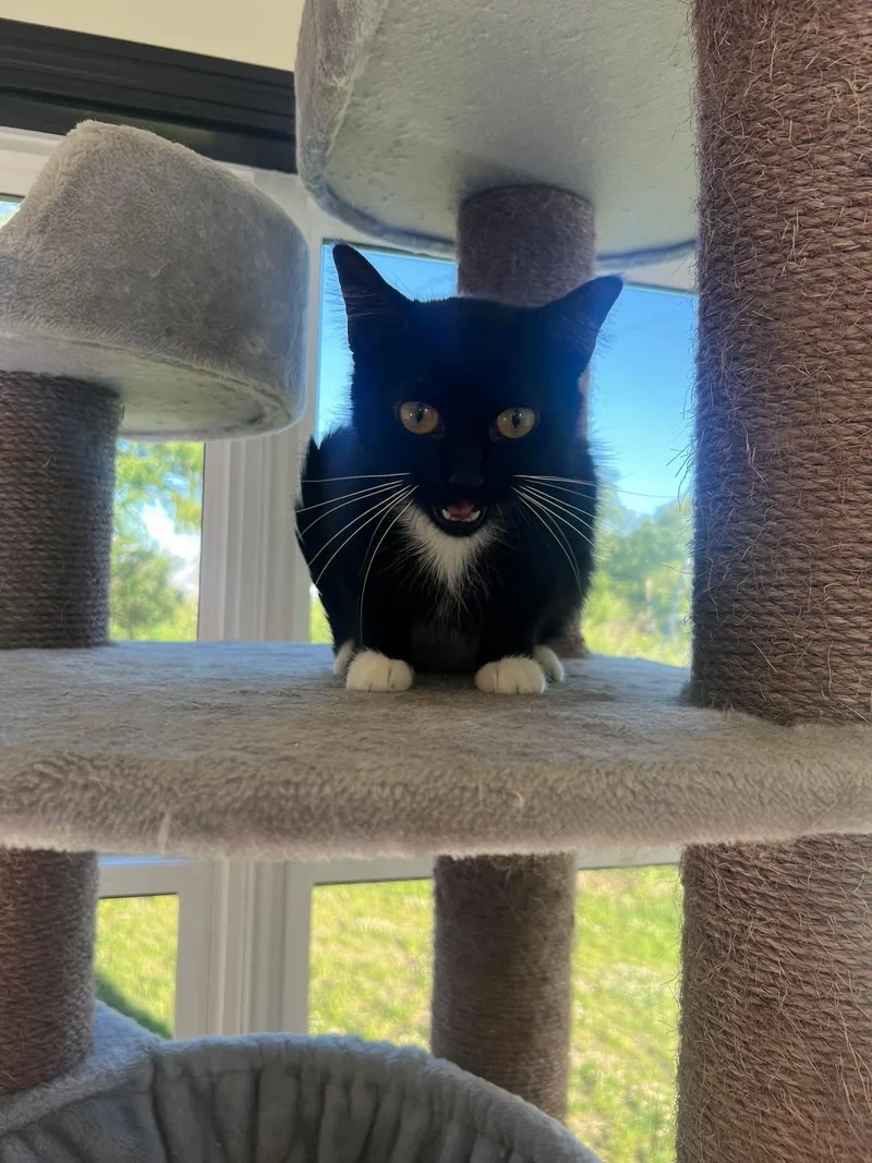 A young medium-sized female Domestic Short Hair cat named Roxy for adoption in West Lafayette, IN