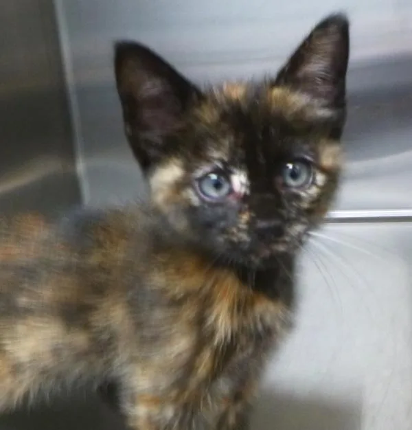 A baby small-sized female Domestic Short Hair cat named Stella Rose for adoption in Lafayette, LA