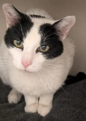 An adult medium-sized female Black & White / Tuxedo Domestic Short Hair cat named Evanescence for adoption in Sacramento, CA