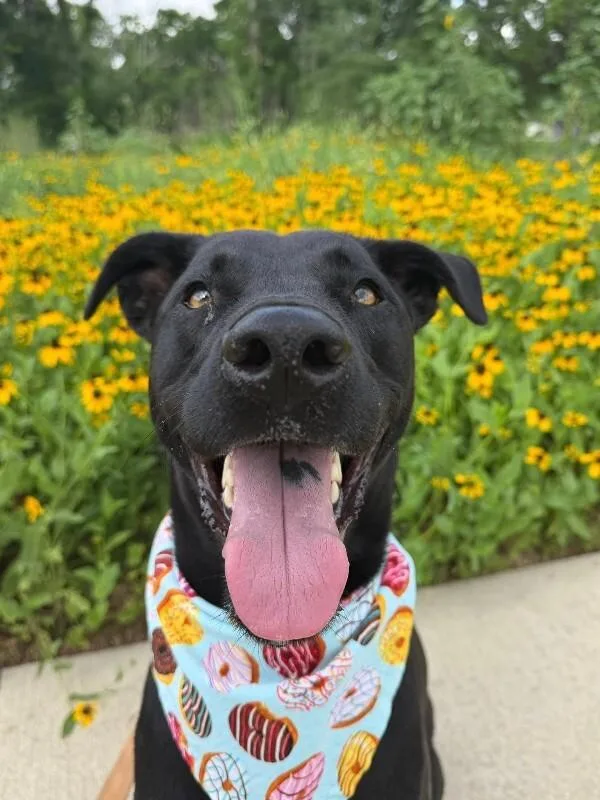 A young medium-sized male Black Labrador Retriever dog named Ponderosa Perfect Prince for adoption in Friendswood, TX