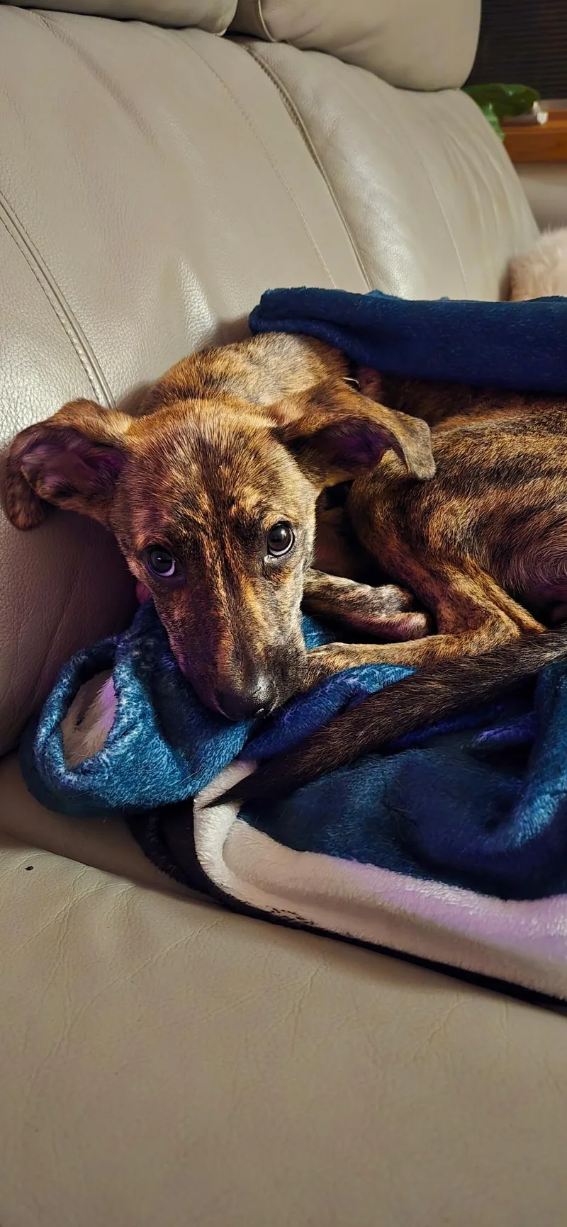 A young small-sized female Brindle Mixed Breed dog named Maple for adoption in Monona, WI