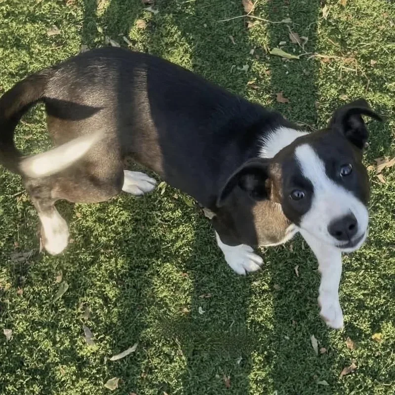 A baby medium-sized female Black Mixed Breed dog named Sora for adoption in Long Island City, NY