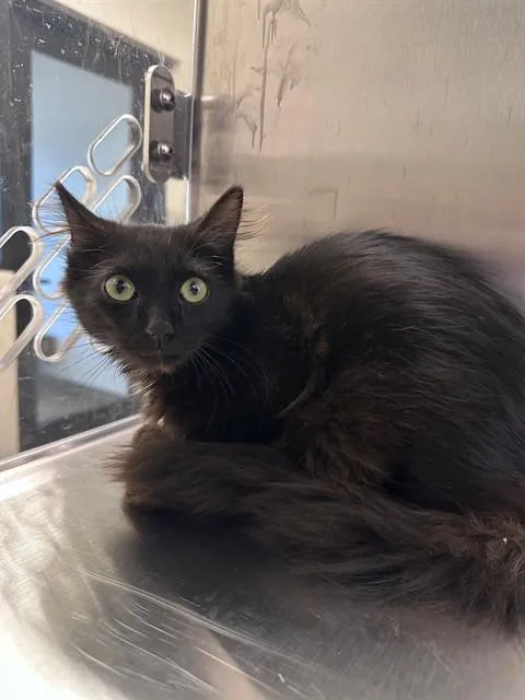 A baby small-sized male Domestic Long Hair cat named A for adoption in San Luis Obispo, CA
