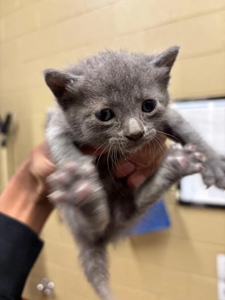 A baby small-sized female American Curl cat named Jordan for adoption in Douglasville, GA