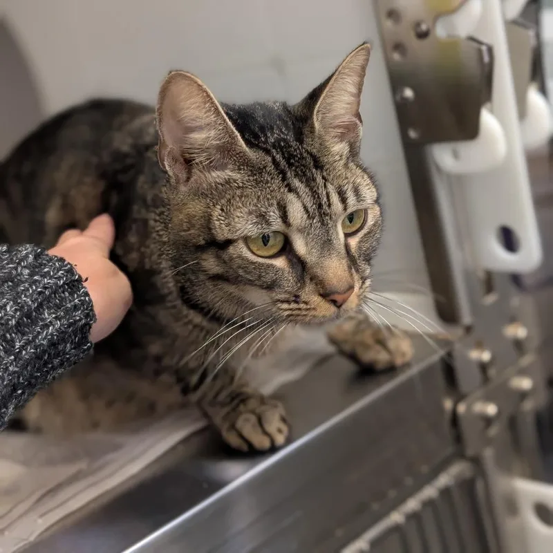 An adult medium-sized female Domestic Short Hair cat named Tasha for adoption in Pittsburgh, PA