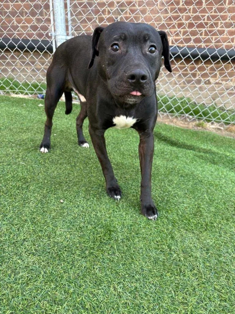 A young medium-sized male Terrier dog named Alvin for adoption in New Kensington, PA
