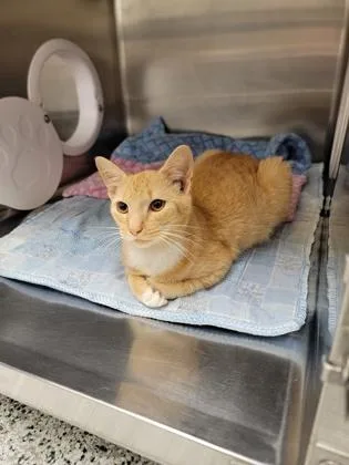 An adult medium-sized male Domestic Short Hair cat named Gunther for adoption in Fergus Falls, MN
